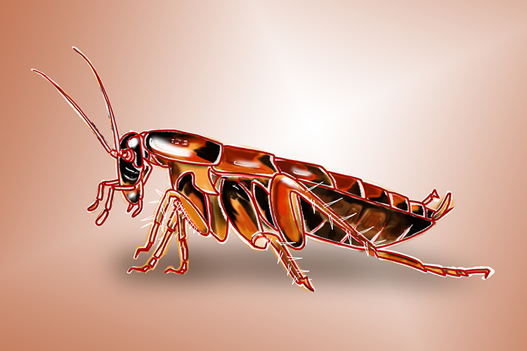 Cockroaches and other generalists are able to live in places of wide temperature ranges